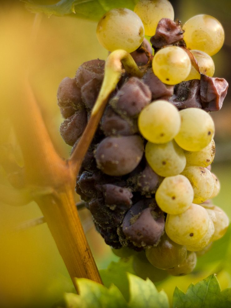 Süßwein