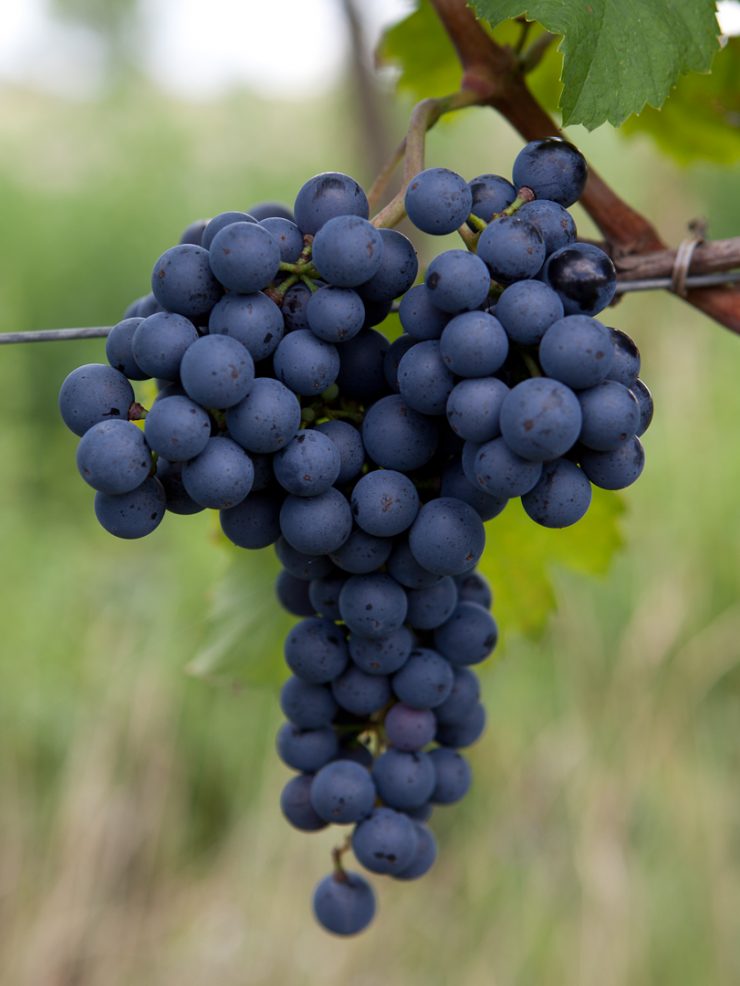 Rotwein
