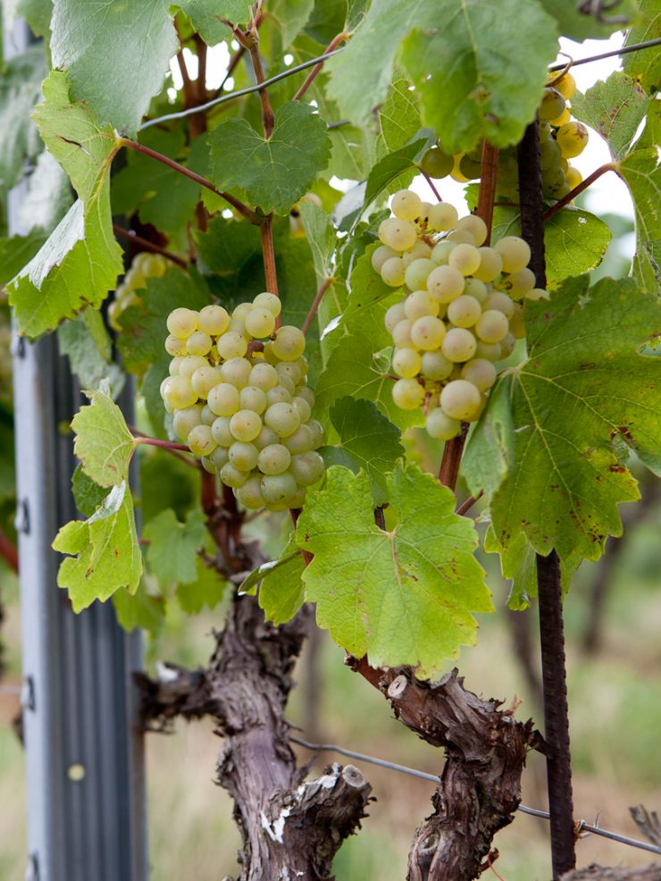 Weißwein